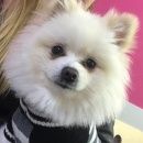 Подробнее об объявлении «Белгород Пропала собака кобель розыск» Фото: пропала собака Померанский шпиц «Белгород Пропала собака кобель розыск» в г. Белгород