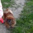 Подробнее об объявлении «Пропала собака кобель пекинес  морда седая Симферополь» Фото: пропала собака Пекинес «Пропала собака кобель пекинес  морда седая...» в г. Симферополь