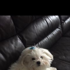 Подробнее об объявлении «Иваново Пропала собака кобель» Фото: пропала собака Мальтийская болонка «Иваново Пропала собака кобель» в г. Иваново