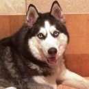 Подробнее об объявлении «Хабаровск Пропала собака порода сибирский хаски» Фото: пропала собака Сибирская хаски «Хабаровск Пропала собака порода сибирский хаски» в г. Хабаровск