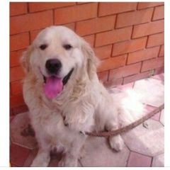 Подробнее об объявлении «Лабинск Пропала собака кобель помогите найти собаку» Фото: пропала собака Голден ретривер «Лабинск Пропала собака кобель помогите найти...» в г. Лабинск