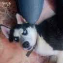 Подробнее об объявлении «Иваново Пропала собака хаски» Фото: пропала собака Сибирская хаски «Иваново Пропала собака хаски» в г. Иваново