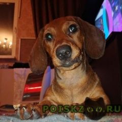 Подробнее об объявлении «Пропала собака Ростов-на-Дону» Фото: пропала собака Такса «Пропала собака Ростов-на-Дону» в г. Ростов-на-Дону