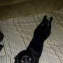 Подробнее об объявлении «Омск Пропала собака» Фото: пропала собака Русский охотничий спаниель «Омск Пропала собака» в г. Омск