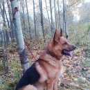 Подробнее об объявлении «Пропала собака кобель Звенигород» Фото: пропала собака Немецкая овчарка «Пропала собака кобель Звенигород» в г. Звенигород