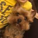 Подробнее об объявлении «Пропала собака кобель внимание Нижний Новгород» Фото: пропала собака Йоркширский терьер «Пропала собака кобель внимание Нижний Новгород» в г. Нижний Новгород