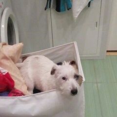 Подробнее об объявлении «Пропала собака Санкт-Петербург» Фото: пропала собака Джек рассел терьер «Пропала собака Санкт-Петербург» в г. Санкт-Петербург