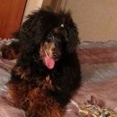 Подробнее об объявлении «Пропала собака кобель вознаграждение 50 000 Новосибирск» Фото: пропала собака Пудель «Пропала собака кобель вознаграждение 50 000...» в г. Новосибирск