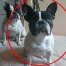 Подробнее об объявлении «Пропала собака Симферополь» Фото: пропала собака Французский бульдог «Пропала собака Симферополь» в г. Симферополь