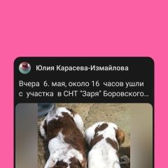 Подробнее об объявлении «Боровск Пропала собака кобель два эпаньоль бретона» Фото: пропала собака  «Боровск Пропала собака кобель два эпаньоль бретона» в г. Боровск
