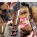 Подробнее об объявлении «Пропала собака Адлер» Фото: пропала собака Немецкая овчарка «Пропала собака Адлер» в г. Адлер