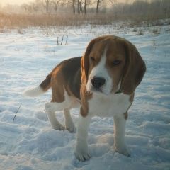 Подробнее об объявлении «Пропала собака кобель щенок бигля шарыпово (красноярский край)» Фото: пропала собака Бигль «Пропала собака кобель щенок бигля шарыпово...» в г. Шарыпово  (Красноярский край)