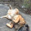 Подробнее об объявлении «Иваново Пропала собака кобель» Фото: пропала собака  «Иваново Пропала собака кобель» в г. Иваново