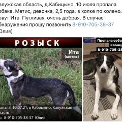 Подробнее об объявлении «Обнинск Пропала собака» Фото: пропала собака  «Обнинск Пропала собака» в г. Обнинск