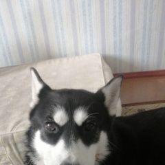 Подробнее об объявлении «Витебск Пропала собака» Фото: пропала собака Сибирская хаски «Витебск Пропала собака» в г. Витебск