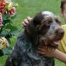 Подробнее об объявлении «Верея Пропала собака кобель дратхаар г.» Фото: пропала собака Дратхаар «Верея Пропала собака кобель дратхаар г.» в г. Верея