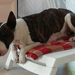 Подробнее об объявлении «Пропала собака Аксай (Ростовская обл.)» Фото: пропала собака Бультерьер «Пропала собака Аксай (Ростовская обл.)» в г. Аксай (Ростовская обл.)