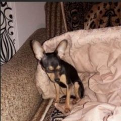 Подробнее об объявлении «Обь Пропала собака» Фото: пропала собака Той-терьер «Обь Пропала собака» в г. Обь