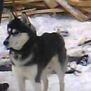 Подробнее об объявлении «Пропала собака Нижний Новгород» Фото: пропала собака Сибирская хаски «Пропала собака Нижний Новгород» в г. Нижний Новгород