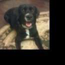 Подробнее об объявлении «Пропала собака кобель Нижний Новгород» Фото: пропала собака Лабрадор ретривер «Пропала собака кобель Нижний Новгород» в г. Нижний Новгород