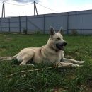 Подробнее об объявлении «Можайск Пропала собака кобель собка» Фото: пропала собака  «Можайск Пропала собака кобель собка» в г. Можайск
