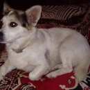 Подробнее об объявлении «Пропала собака Санкт-Петербург» Фото: пропала собака  «Пропала собака Санкт-Петербург» в г. Санкт-Петербург