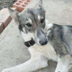 Подробнее об объявлении «Батайск Пропала собака лайка» Фото: пропала собака Западно-сибирская лайка «Батайск Пропала собака лайка» в г. Батайск