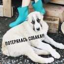 Подробнее об объявлении «Пропала собака алабай Екатеринбург» Фото: пропала собака Среднеазиатская овчарка «Пропала собака алабай Екатеринбург» в г. Екатеринбург