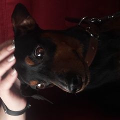 Подробнее об объявлении «Шилово Пропала собака кобель цвергпинчер, мальчик, рэй» Фото: пропала собака Цвергпинчер (Карликовый пинчер) «Шилово Пропала собака кобель цвергпинчер,...» в г. Шилово