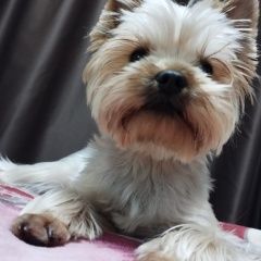 Подробнее об объявлении «Сочи Пропала собака кобель срочно» Фото: пропала собака Йоркширский терьер «Сочи Пропала собака кобель срочно» в г. Сочи