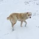 Подробнее об объявлении «Волосово Пропала собака» Фото: пропала собака Среднеазиатская овчарка «Волосово Пропала собака» в г. Волосово