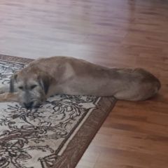 Подробнее об объявлении «Пропала собака кобель Анапа» Фото: пропала собака  «Пропала собака кобель Анапа» в г. Анапа