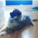 Подробнее об объявлении «Пропала собака кобель Геленджик» Фото: пропала собака Померанский шпиц «Пропала собака кобель Геленджик» в г. Геленджик