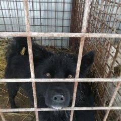 Подробнее об объявлении «Уфа Пропала собака кобель кабель» Фото: пропала собака  «Уфа Пропала собака кобель кабель» в г. Уфа