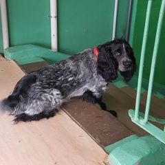 Подробнее об объявлении «Пропала собака кобель Дмитров» Фото: пропала собака Русский охотничий спаниель «Пропала собака кобель Дмитров» в г. Дмитров