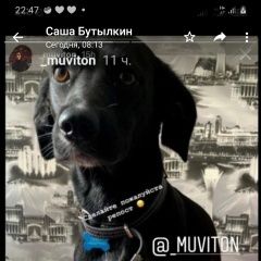 Подробнее об объявлении «Владивосток Пропала собака кобель черный кобель. белая полоса между глаз» Фото: пропала собака  «Владивосток Пропала собака кобель черный...» в г. Владивосток