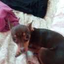 Подробнее об объявлении «Воронеж Пропала собака тойтерьер зовут лапа» Фото: пропала собака Той-терьер «Воронеж Пропала собака тойтерьер зовут лапа» в г. Воронеж