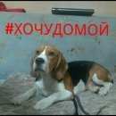 Подробнее об объявлении «Пропала собака кобель Зеленоград» Фото: пропала собака Бигль «Пропала собака кобель Зеленоград» в г. Зеленоград