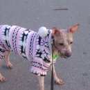 Подробнее об объявлении «Пропала собака американский голый терьер Санкт-Петербург» Фото: пропала собака  «Пропала собака американский голый терьер...» в г. Санкт-Петербург