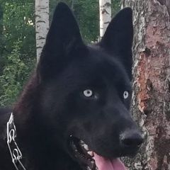 Подробнее об объявлении «Павловский Посад Пропала собака кобель» Фото: пропала собака Пиренейская овчарка «Павловский Посад Пропала собака кобель» в г. Павловский Посад