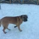 Подробнее об объявлении «Королев Пропала собака кобель» Фото: пропала собака  «Королев Пропала собака кобель» в г. Королев