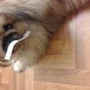 Подробнее об объявлении «Пятигорск Пропала собака пикинес» Фото: пропала собака Пекинес «Пятигорск Пропала собака пикинес» в г. Пятигорск