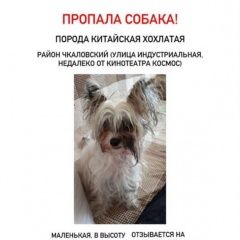 Подробнее об объявлении «Омск Пропала собака» Фото: пропала собака Китайская хохлатая собака «Омск Пропала собака» в г. Омск