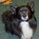 Подробнее об объявлении «Пропала собака кобель не большой пёсик (до колена), чёрный д/ш Королев» Фото: пропала собака Чихуахуа «Пропала собака кобель не большой пёсик (до...» в г. Королев