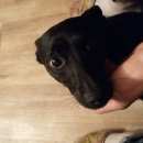 Подробнее об объявлении «Пропала собака кобель Самара» Фото: пропала собака  «Пропала собака кобель Самара» в г. Самара