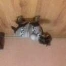 Подробнее об объявлении «Пропала собака Кедровка» Фото: пропала собака  «Пропала собака Кедровка» в г. Кедровка