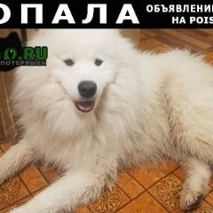 Подробнее об объявлении «Пропала собака кобель Москва» Фото: пропала собака Самоедская лайка «Пропала собака кобель Москва» в г. Москва