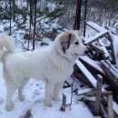 Подробнее об объявлении «Пропала собака пиренейская горнаясобака Санкт-Петербург» Фото: пропала собака Большой пиренеец «Пропала собака пиренейская горнаясобака...» в г. Санкт-Петербург