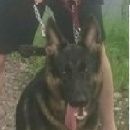 Подробнее об объявлении «Пропала собака Самара» Фото: пропала собака Немецкая овчарка «Пропала собака Самара» в г. Самара