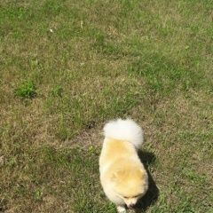 Подробнее об объявлении «Пропала собака кобель Хабаровск» Фото: пропала собака Померанский шпиц «Пропала собака кобель Хабаровск» в г. Хабаровск